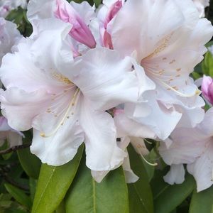 Meet your Posher, Heidi